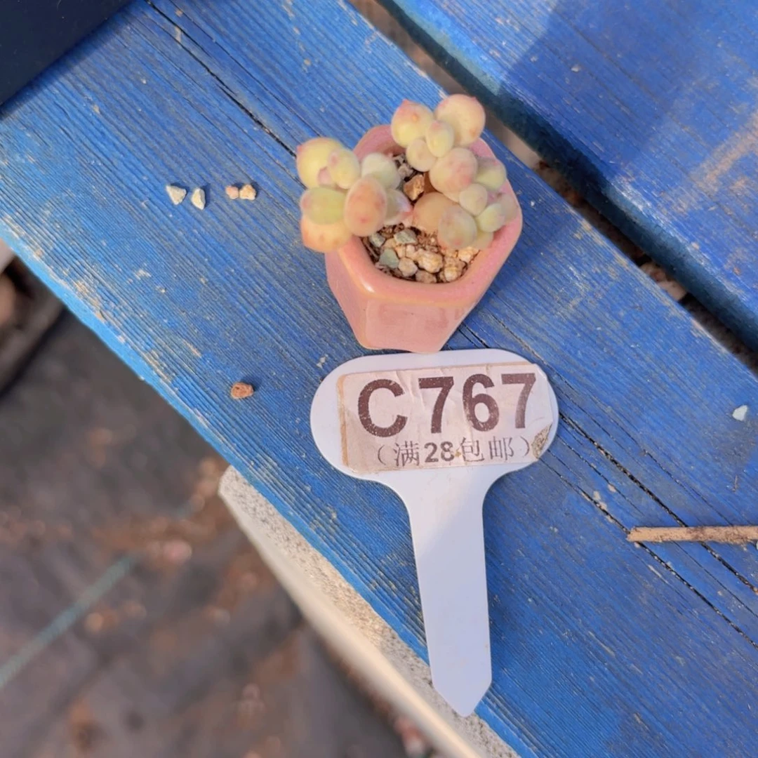 C767萤火虫奶酪一物一拍