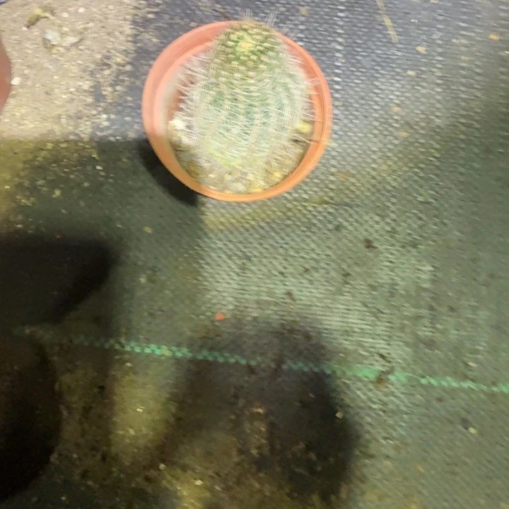 球***生高山丽花仙人球598