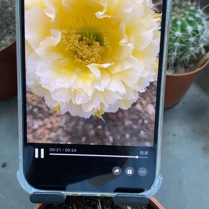 香香黄牡丹带根5公分左右