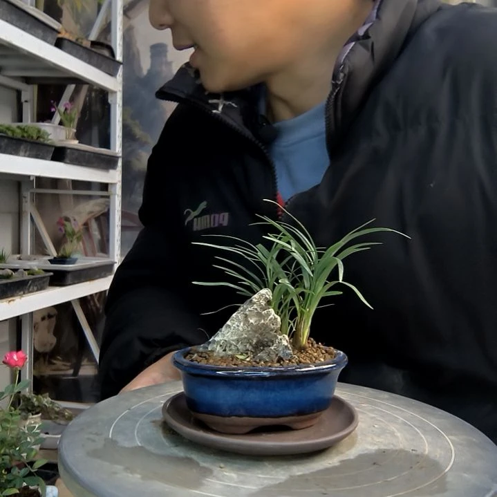 雨*儿小盆景小植物一物一拍141