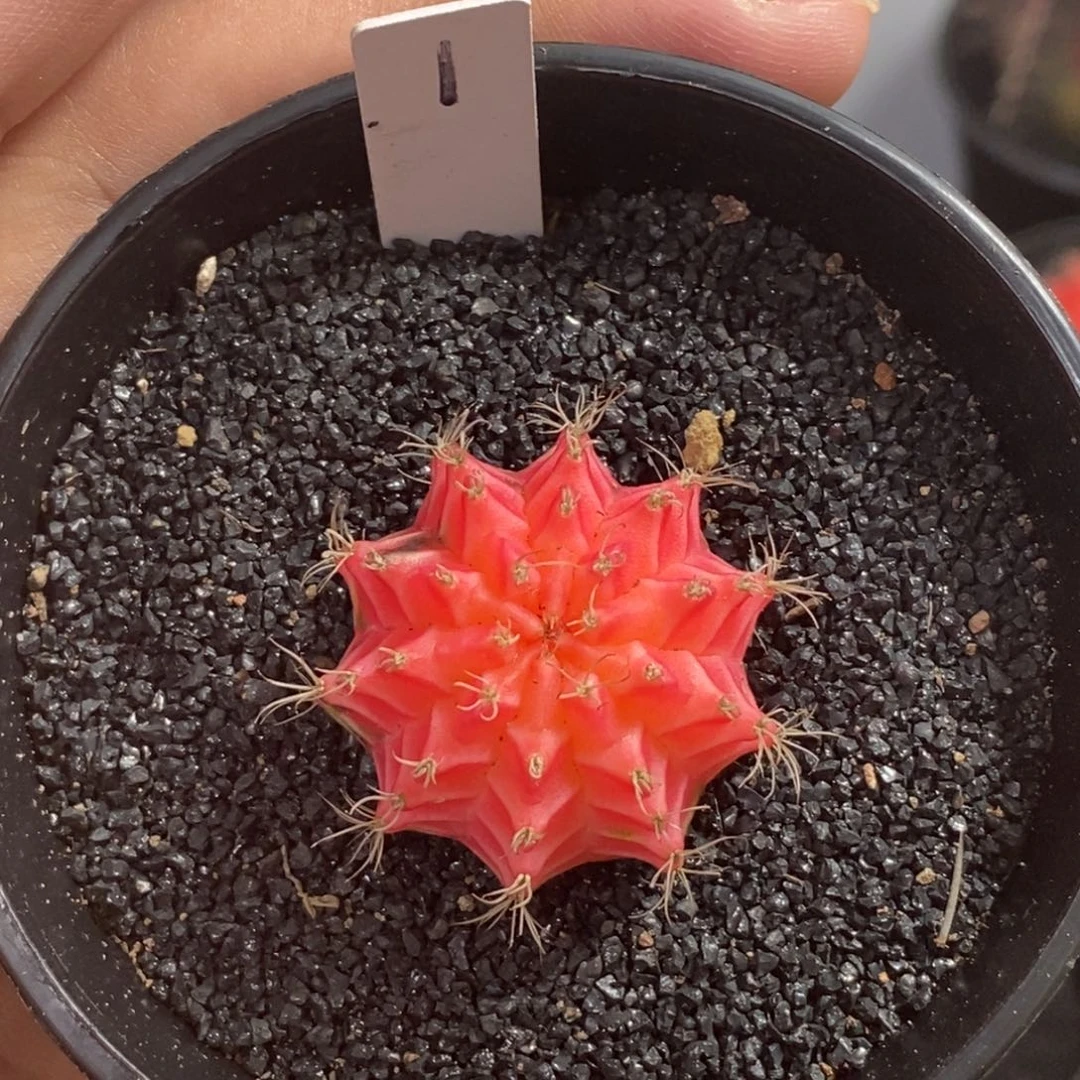 精品米哈—脱土发货7