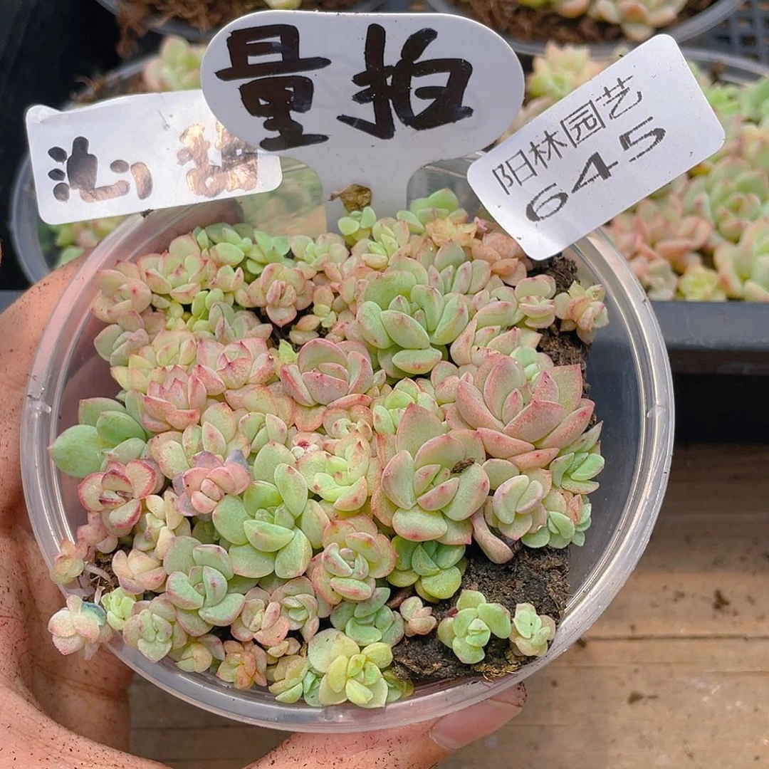 量拍多肉植物多肉植物645