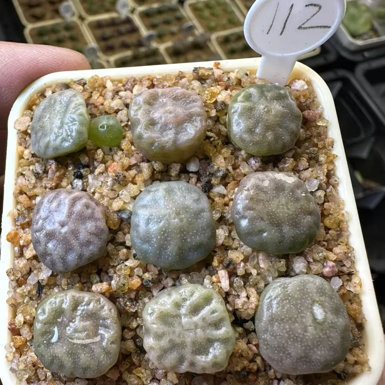 【天津专场】112多肉植物肉锥超烧dt7778一颗