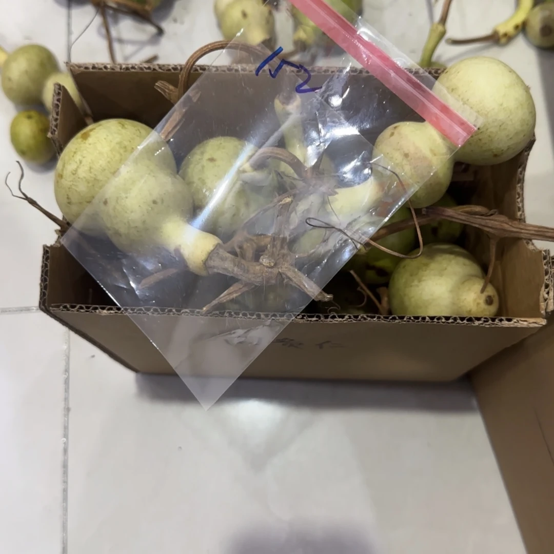 你***好青皮不包成青皮不包成