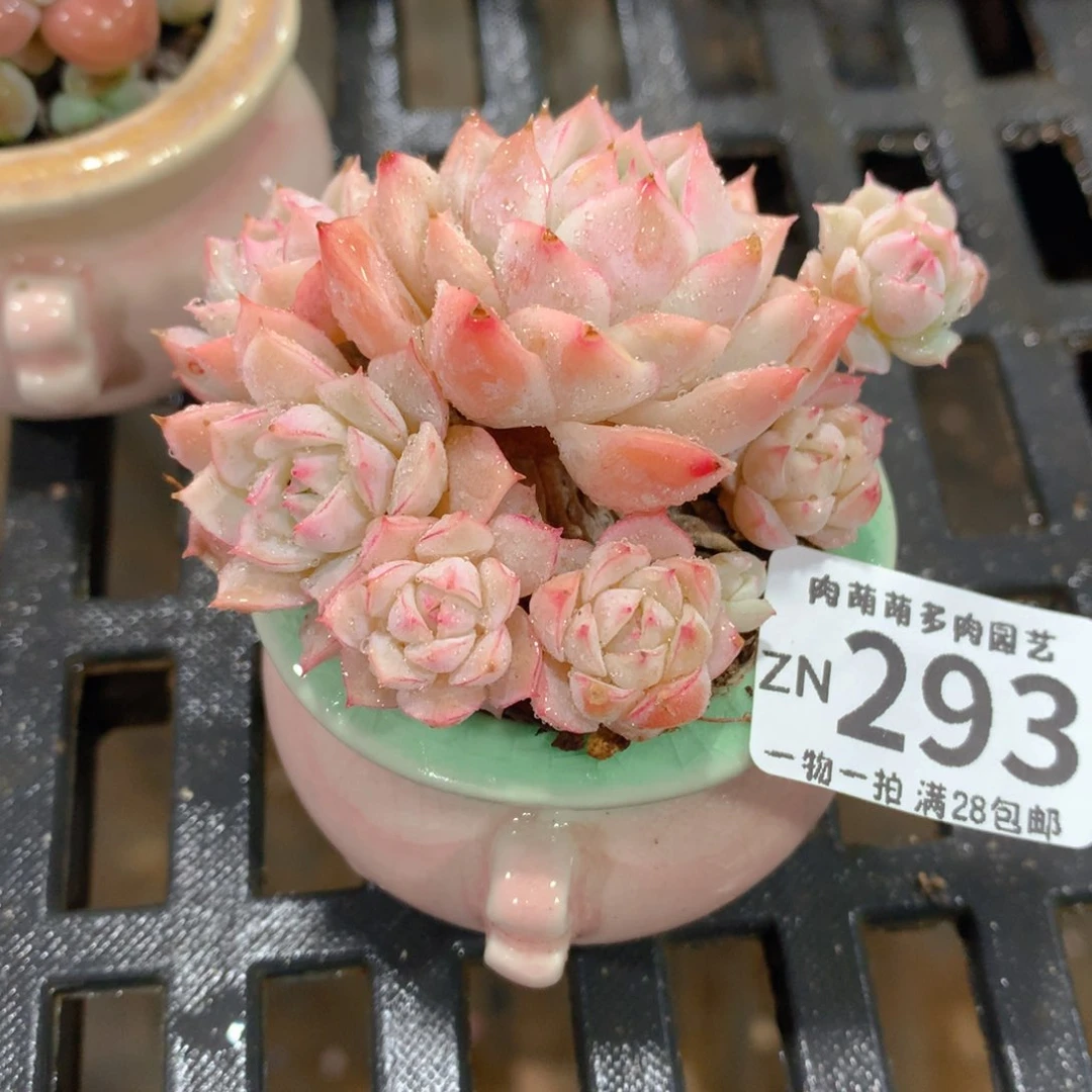 肉萌萌拇指盆精控多肉ZN293