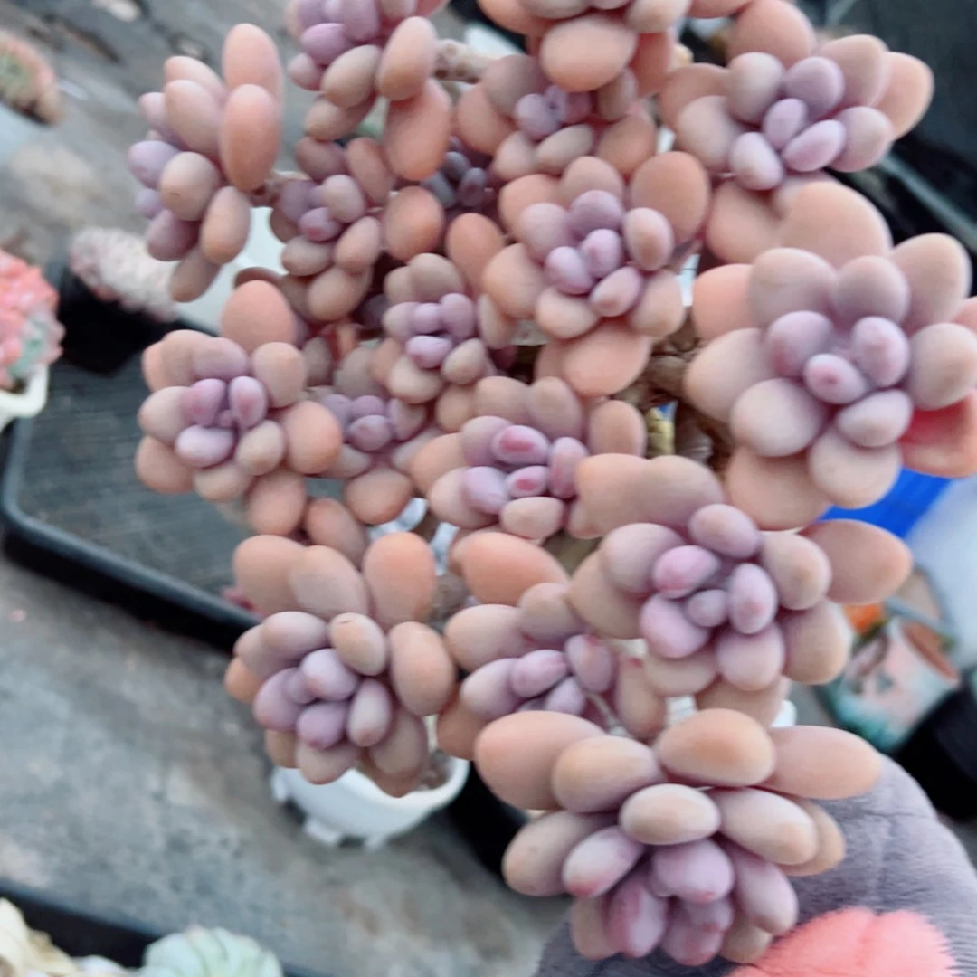 桃蛋自然群多肉植物