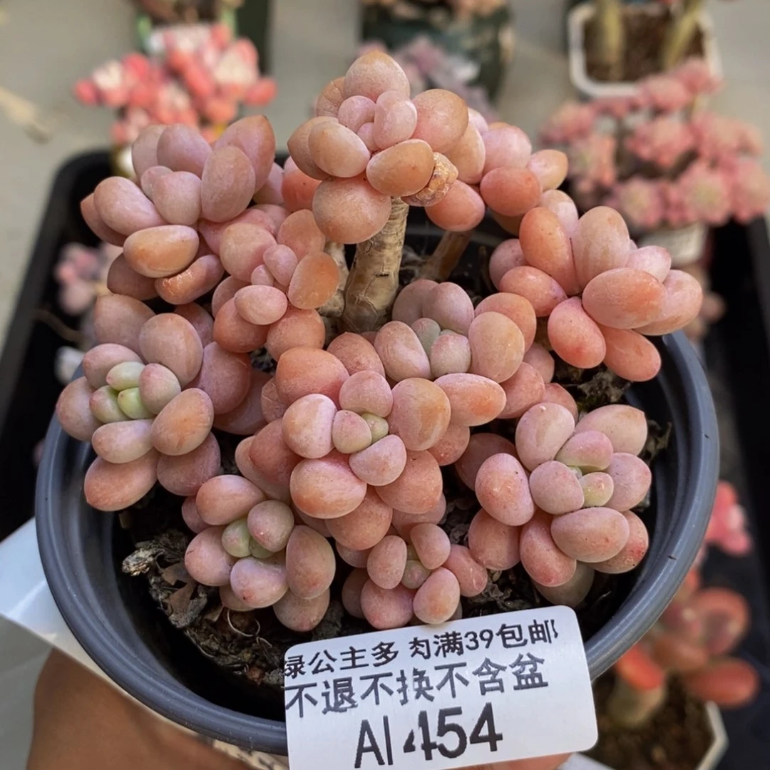 454鱼子酱多肉7c m
