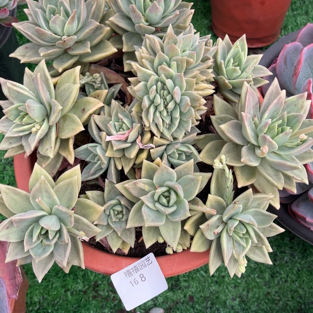 海*168黄金表丽娜带缀多肉植物
