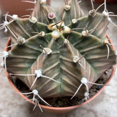 肋骨牡丹锦仙人球9米仙人球