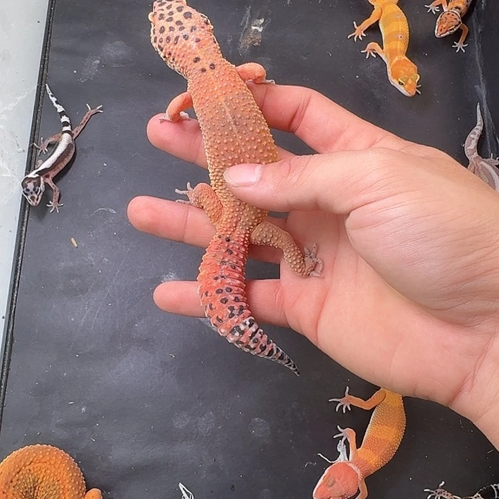 豹纹守宫菜就看见会看看