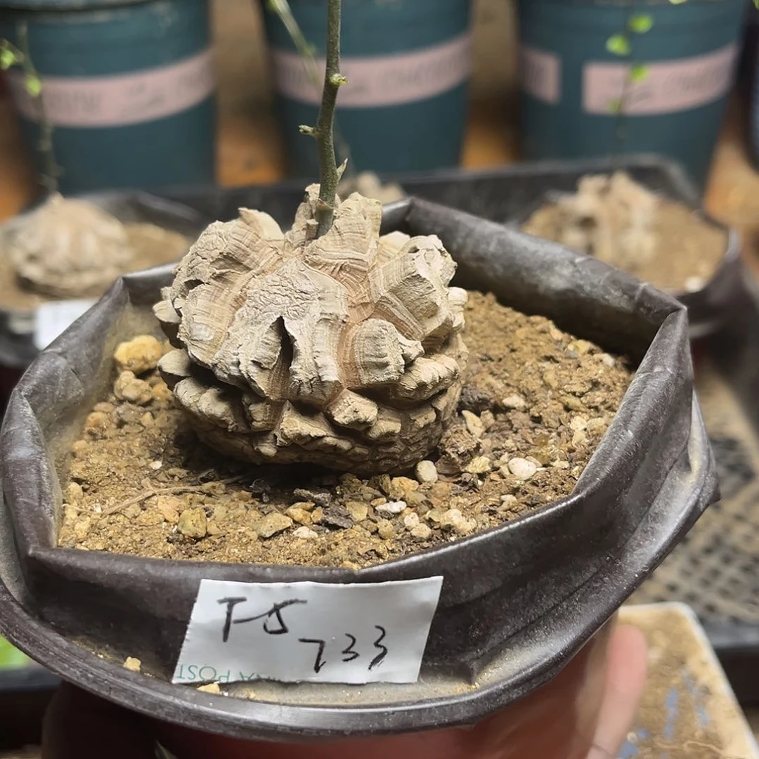 F5南非块根龟甲龙