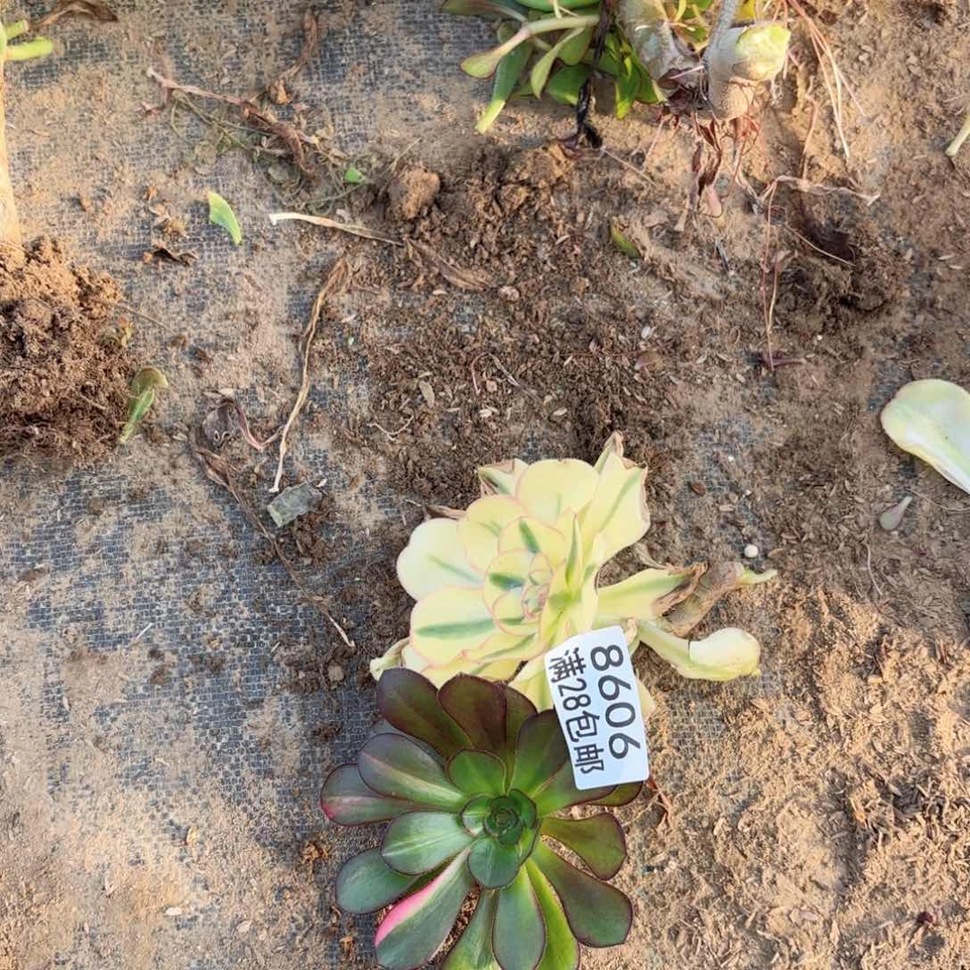 韩*E.   86063颗多肉