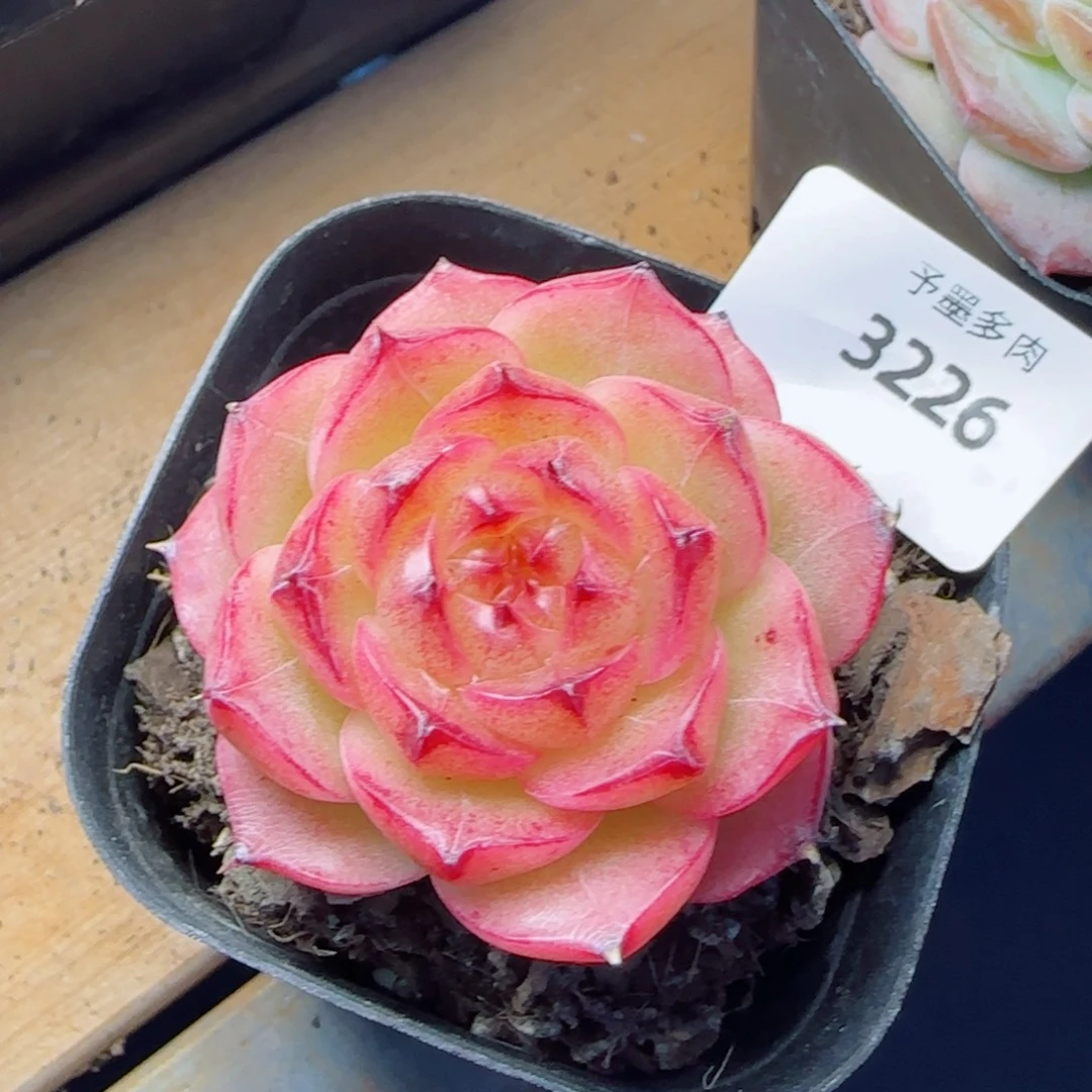 金辉珍妮，3226多肉植物