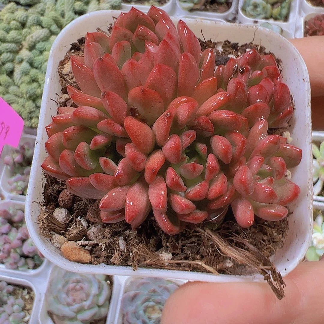 红宝石19包邮多肉植物