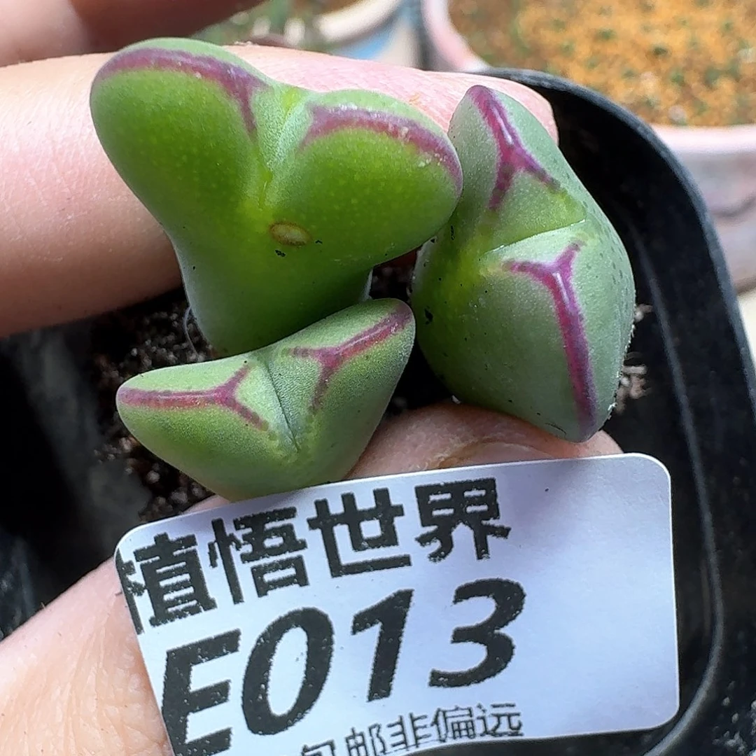 多肉植物的润泽和fv
