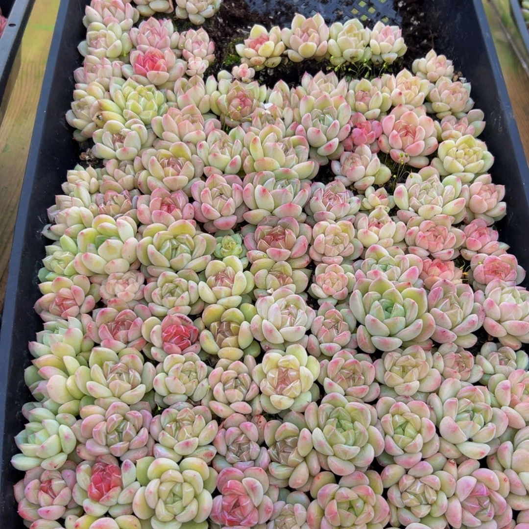 白***。708多肉葡萄的味儿