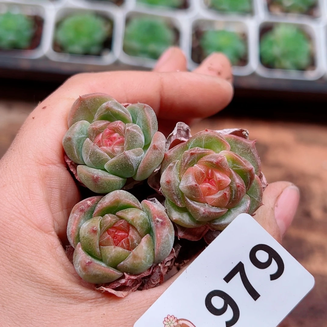 多肉植物多肉植物