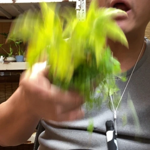 红陶一****红一物一拍所见即所得197