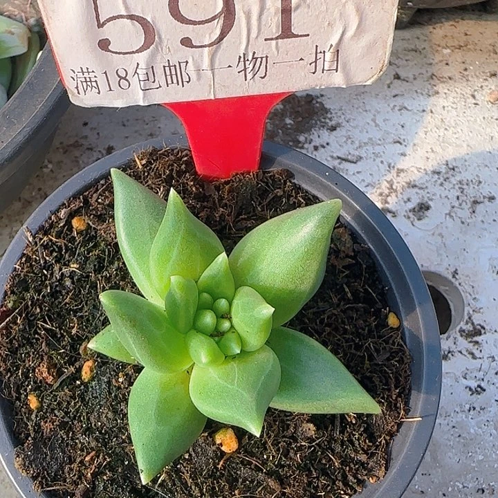 布丁591多肉植物