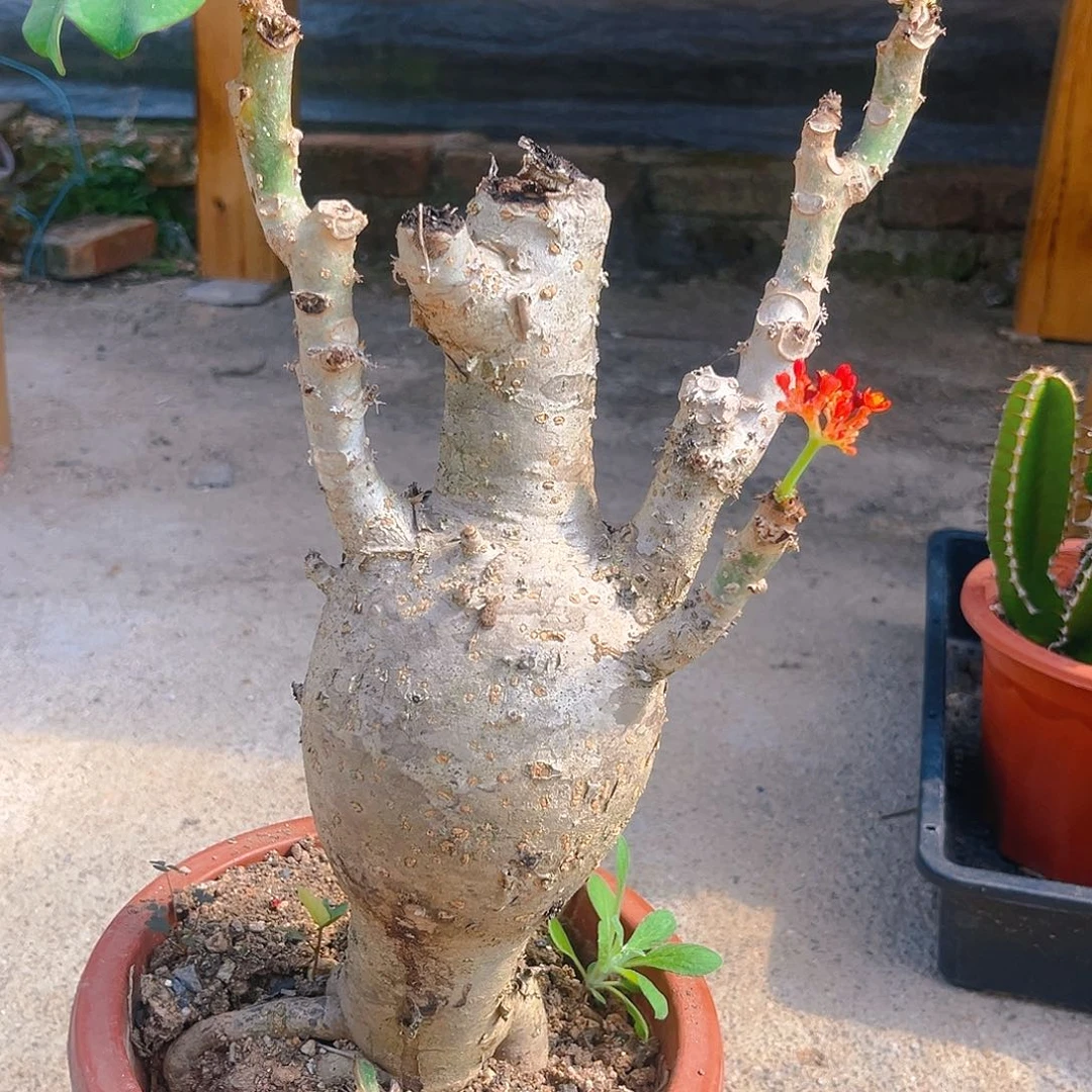 佛肚海棠圆肚子脱土发