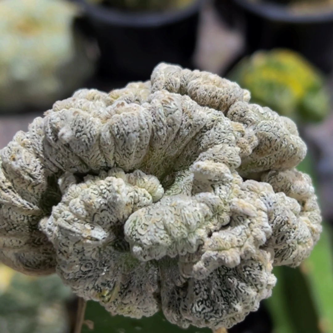 无花朵恩冢缀化601