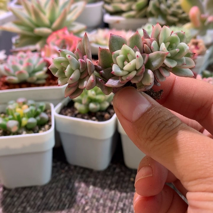 福利绿爪群生有根