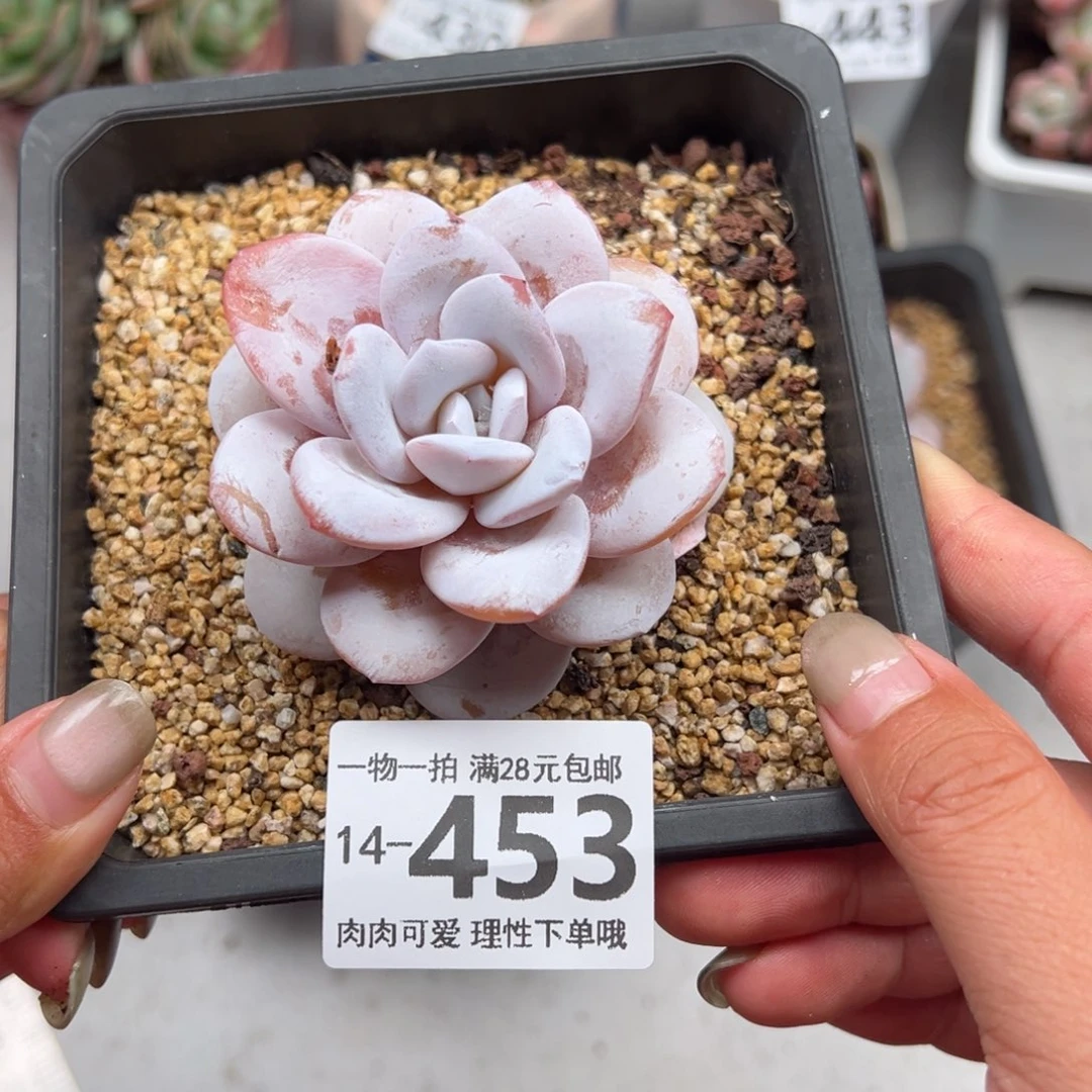 雪莲多多多肉多肉多肉