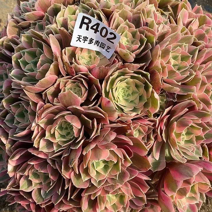 多肉植物女妖402多肉
