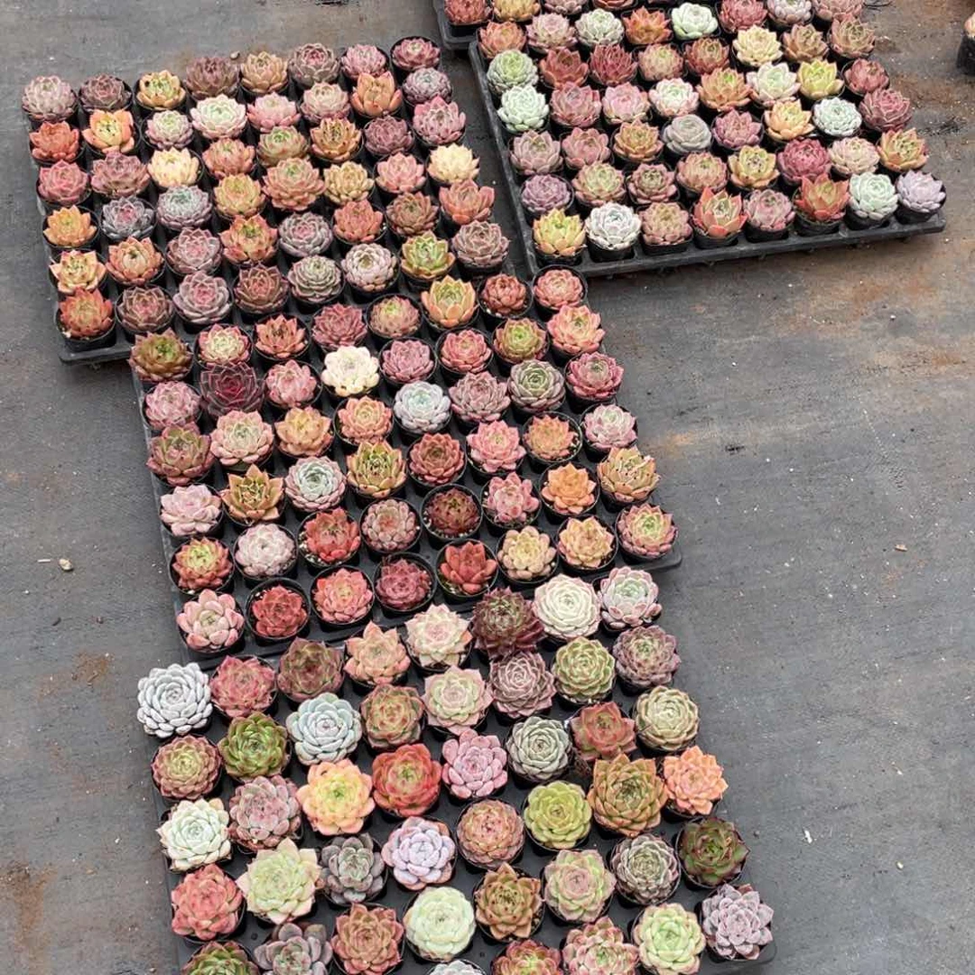 李*i一物一拍5盘22-20