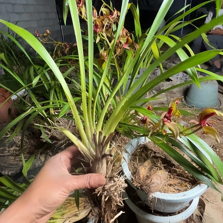 完全开放11111111111