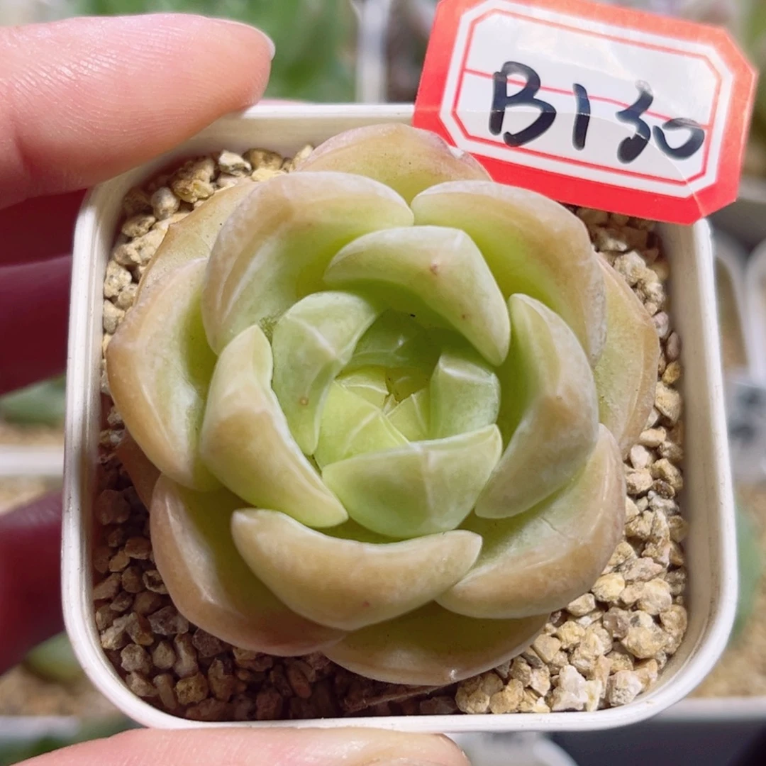 B130 一物一拍 无名氏