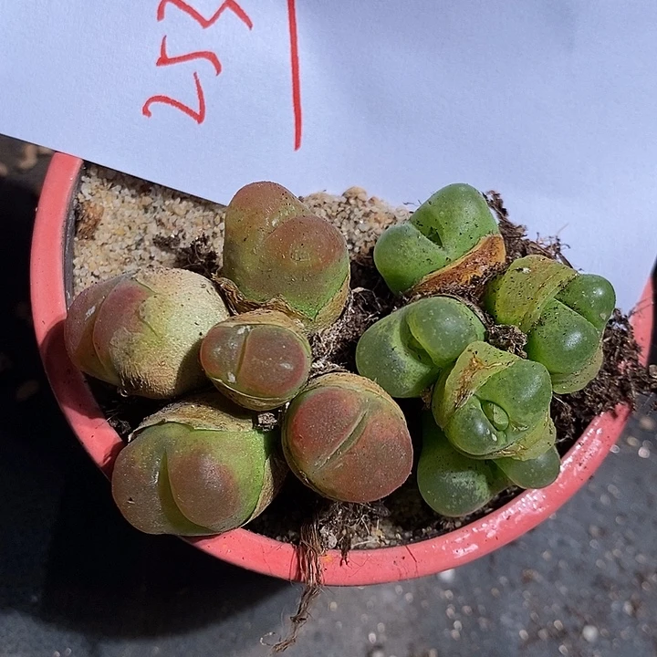 25332。     一组。 一组多头。