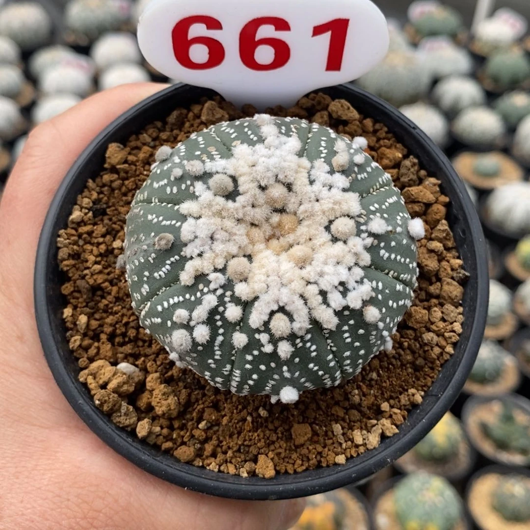 661顶绒花园福利