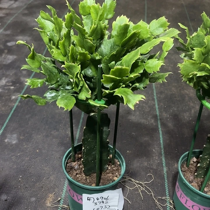 用***5当前无花栽培后可以开花