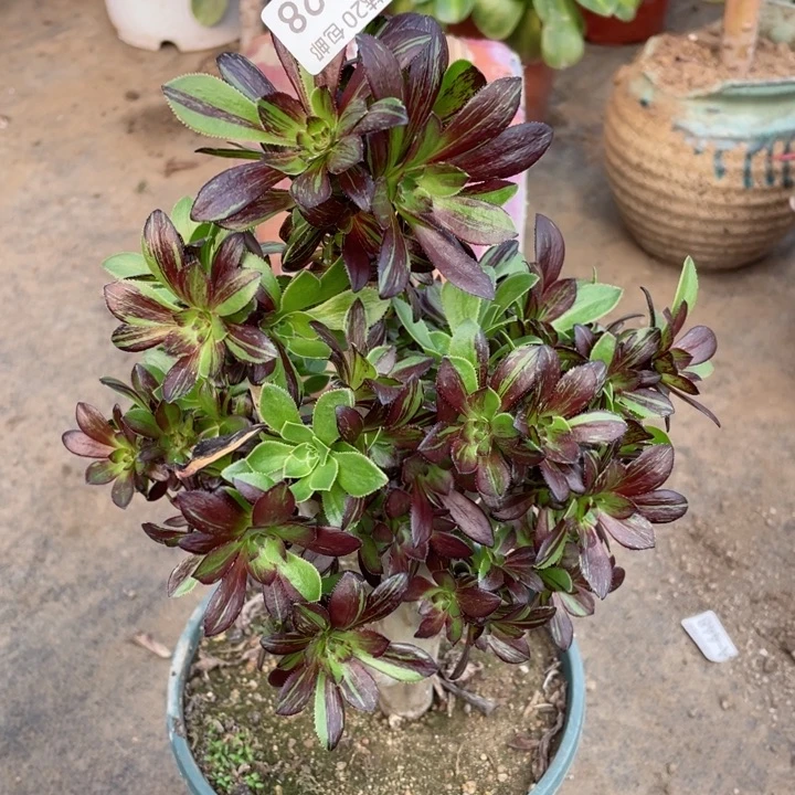 928墨拉丝多肉12446789