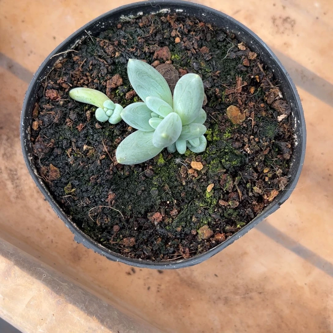 多肉植物杂交美人