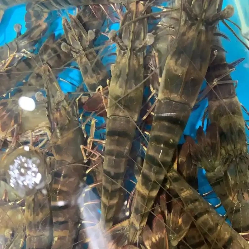 [盛辉百货]斑节虾500g/份 (保鲜不保活)