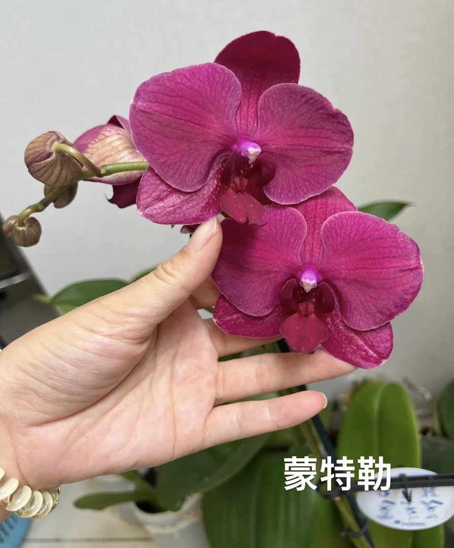 蝴蝶兰蒙特勒3.0寸苗