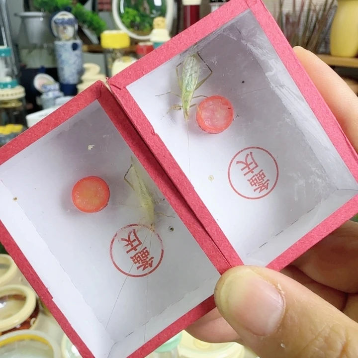 精品柬竹2只啊啊啊啊啊啊