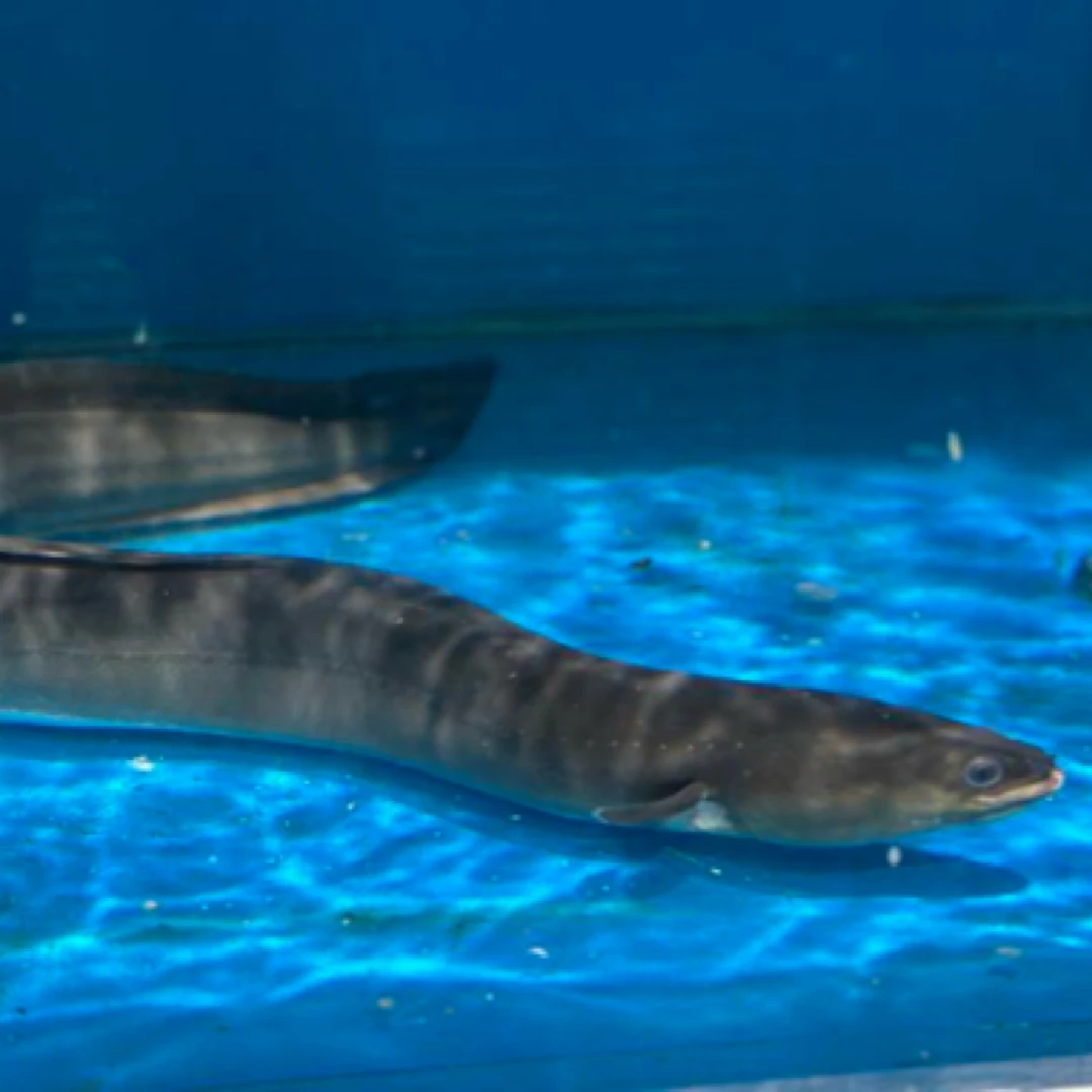 鲜活白鳝约1.5斤/条（默认宰杀，不宰杀请备注）