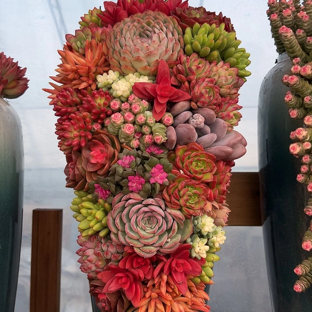 112全家福多肉组合花园