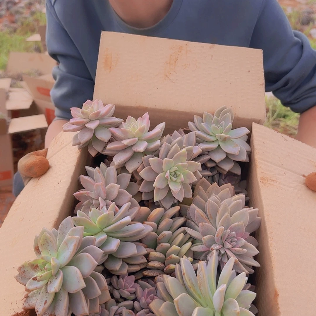 箱拍淡雪多肉轻微断肢不售后看好在拍