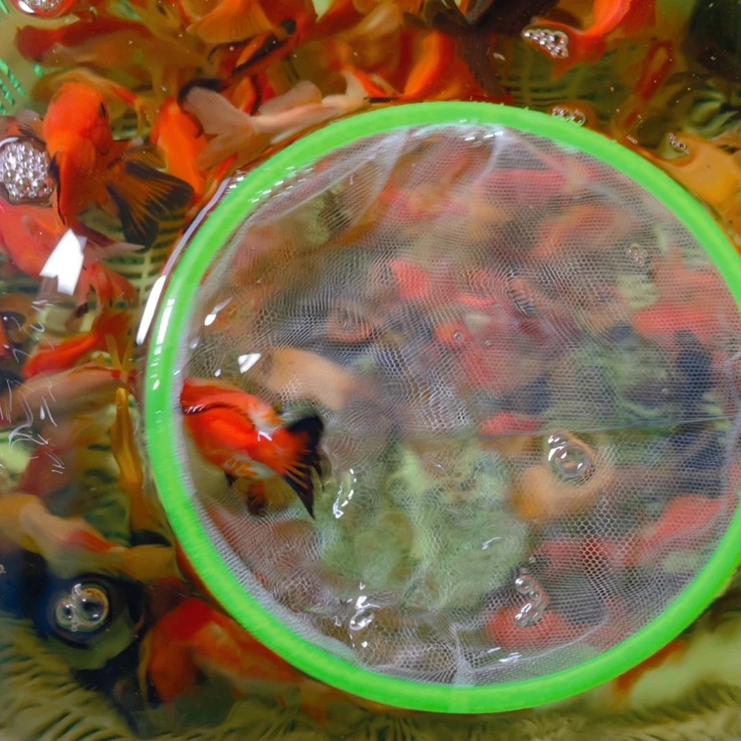 海水鱼花泰狮金鱼74