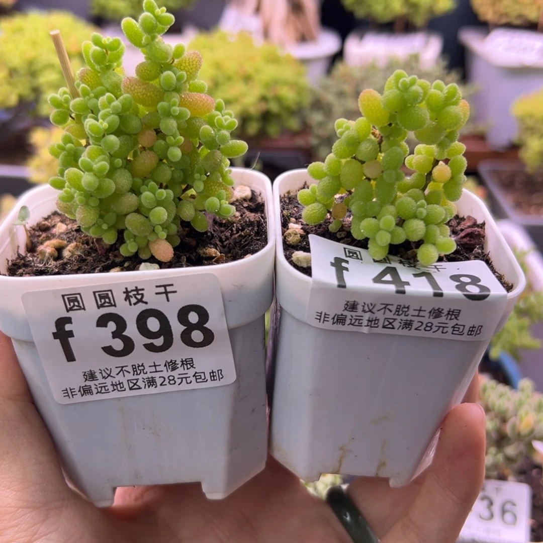 摆*398和418组合福利