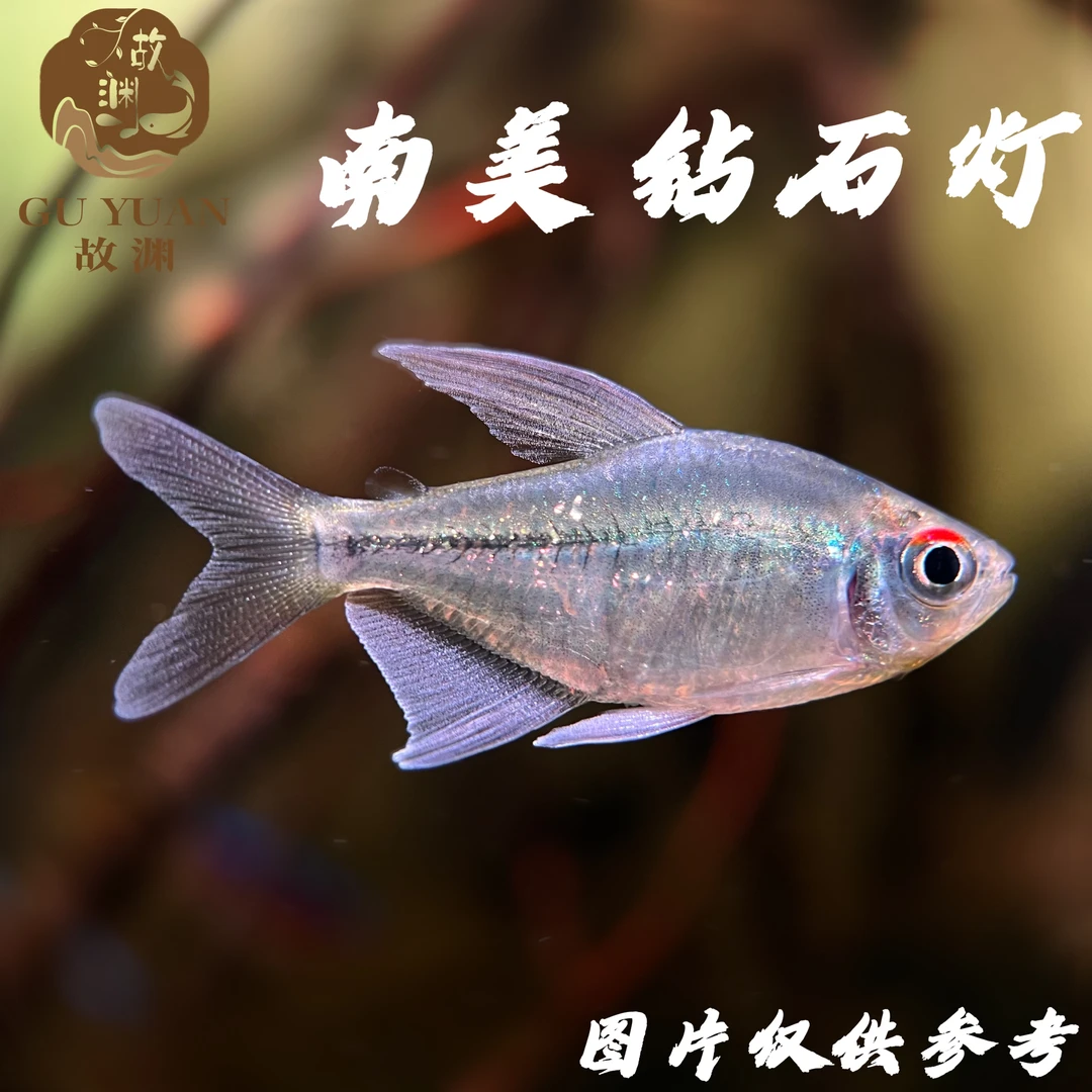 南美钻石灯  小型灯科鱼 热带观赏鱼小鱼观赏鱼发货水族