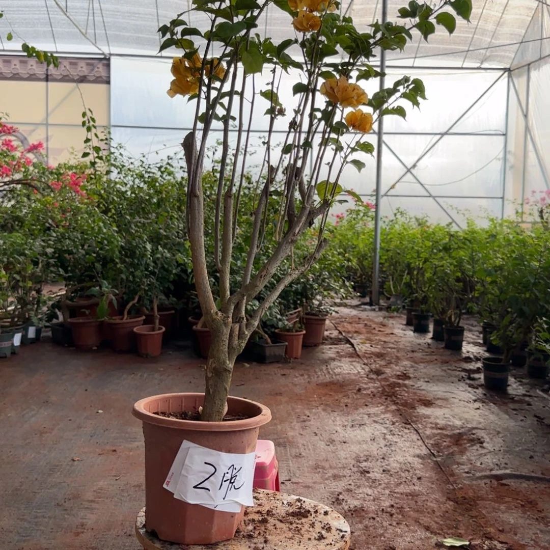 大部分花苞少量开放加州黄金 2脱盆