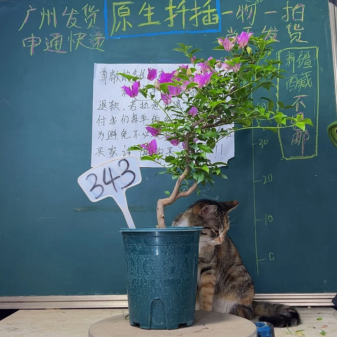 当前无花栽培后可以开花开播 小树头 雪紫343