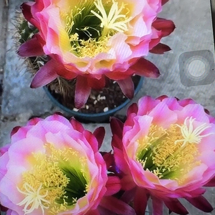 茉莉侧芽5公分左右毛花柱（20包邮）