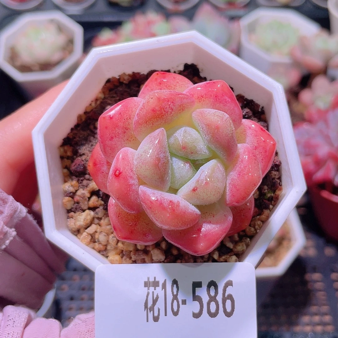 花利美18-586精选糖心
