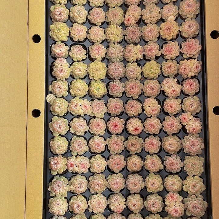 糖*128颗小冰葡萄128颗一组